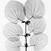 Poster Katsura, 70x100 cm