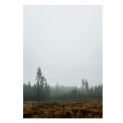 Poster Skog, 70x100 cm