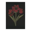 Serviette de cuisine Kapamaryllis 48x70 cm, Noir-rouge
