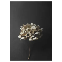 Still Life 04 Hydrangea poster, 30 x 40 cm